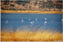 Flamingos im Golf von Kalloni. Hunderte arten von Vogel finden in diese Naturpark schütz. Birdwatches (Vogelbeobachter) und Ornithologen vom ganzem Welt sind im Lesbos dem ganze Jahr zu sehen.  