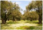 Olivenhain "Skala" mit Alte und Ur-Alte Olivenbäume.