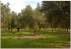 Olivenhain "Agathero" mit Junge, und Alte Olivenbäume.