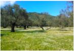 Olivenhain "Rema" mit Alte und Ur-Alte Olivenbäume.