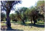 Olivenhain "Haramida" mit Junge und Alte Olivenbäume.